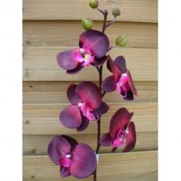 Orchidée en pot, Livraison à Bordeaux