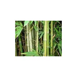 Bambou Jardinerie Marius Ferrat