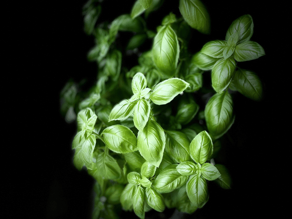 Basilic à petites feuilles