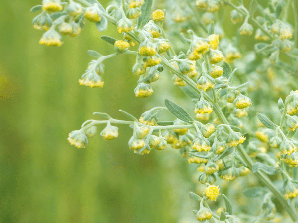 Absinthe, Grande armoise