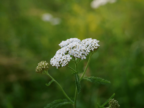 Achillée, Millefeuille