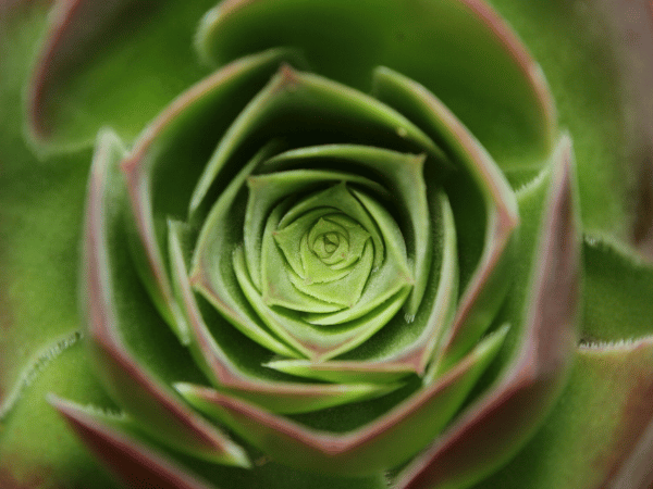 Aeonium
