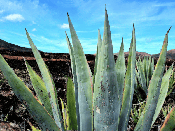 Agave