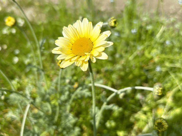 Anthémis, Camomille des teinturiers