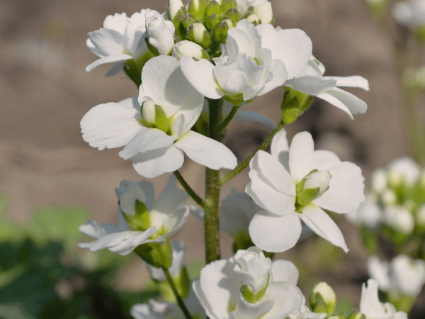 Arabis, Corbeille d&rsquo;argent