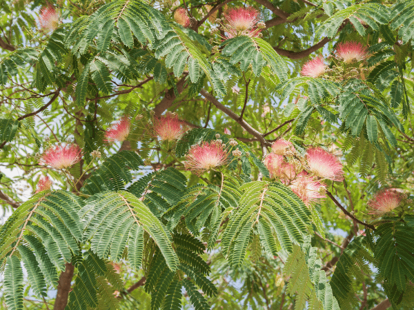 Arbre à soie, Albizia, Mimosa de Constantinople