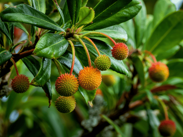 Arbre aux fraises, Arbousier