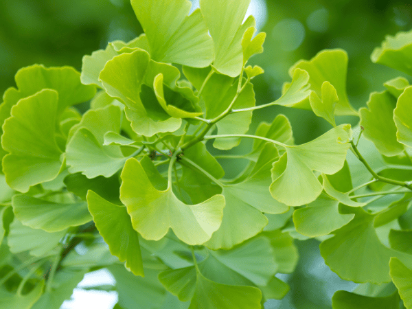 Arbre aux quarante écus, Ginkgo