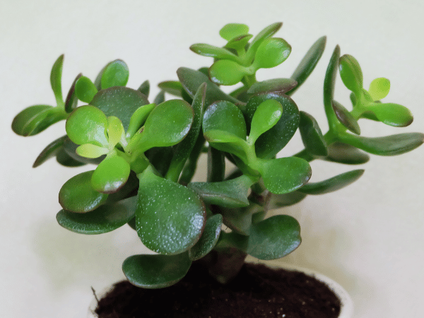 Arbre de Jade, Plante de l&rsquo;amitié, Plante à monnaie