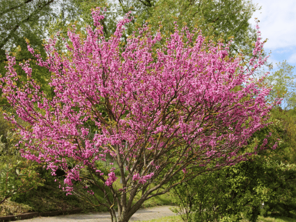 Arbre de Judée, Gainier