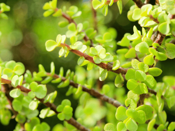 Arbre de l&rsquo;abondance, Pourpier en arbre