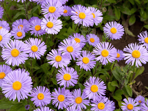 Aster, Marguerite d&rsquo;automne