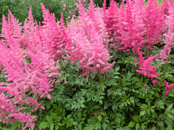 Astilbe