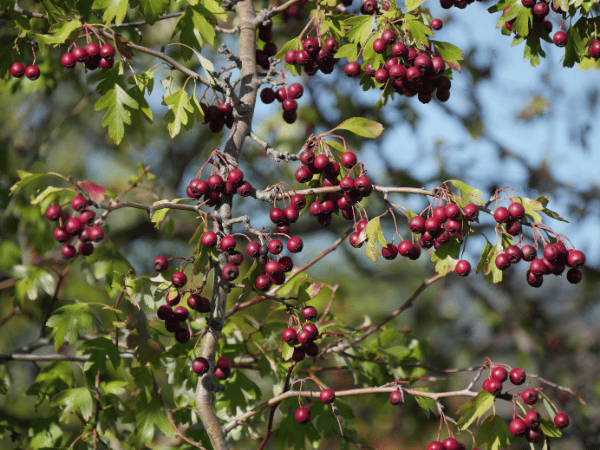 Aubépine, Épine blanche