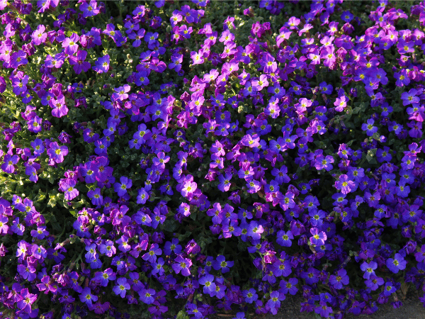 Aubriète, Aubrieta