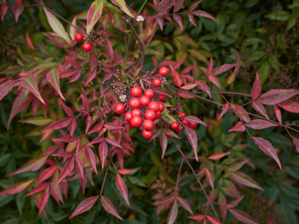 Bambou sacré, Nandina domestica