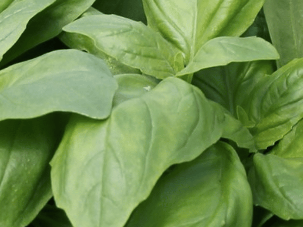 Basilic marseillais, Grand basilic vert