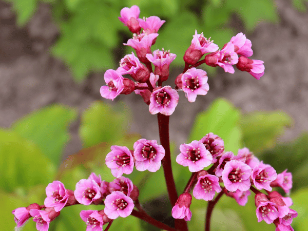 Bergénia, Plante des savetiers