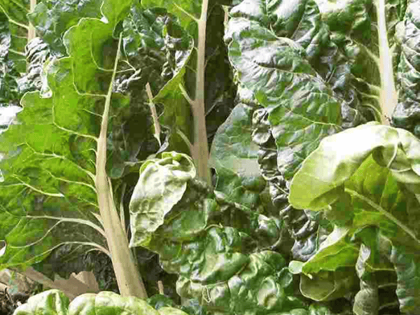 Bette, Blette, Carde