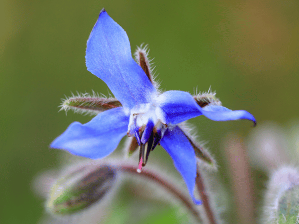Bourrache officinale