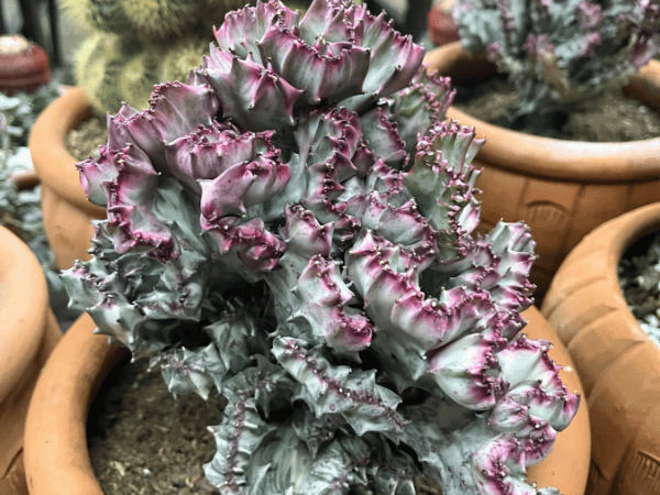 Cactus corail, Cactus gui, Rhipsalis