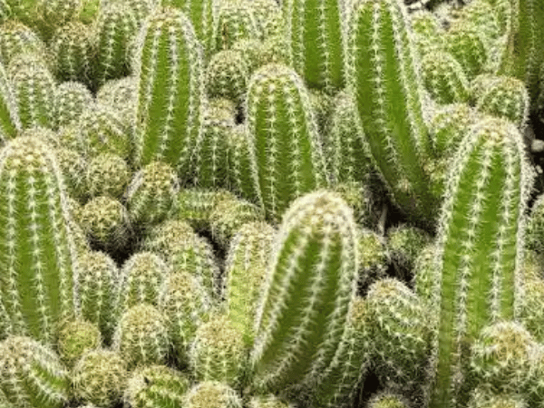 Cactus cornichon, Cactus cacahuète