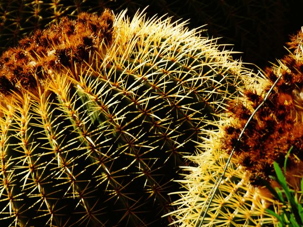 Cactus oursin, Coussin de belle-mère