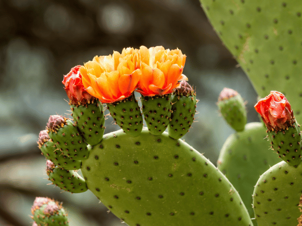 Cactus raquette, Figuier de Barbarie