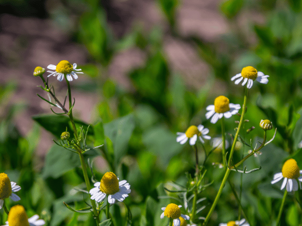 Camomille allemande