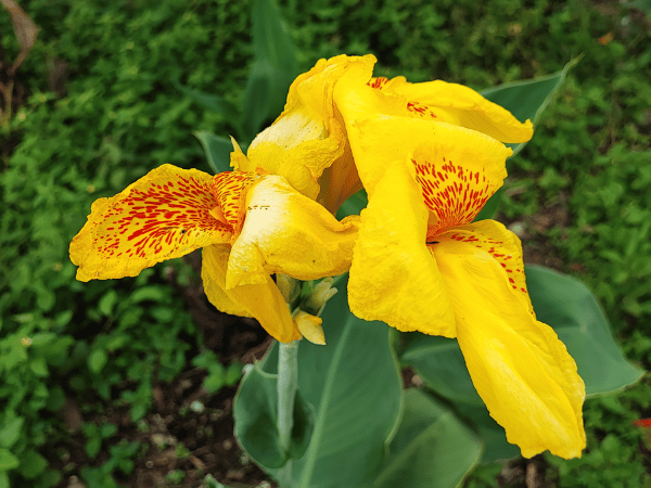 Canna, Balisier