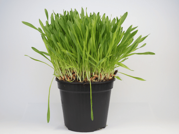 Cataire, Herbe-aux-chats