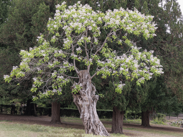 Catalpa