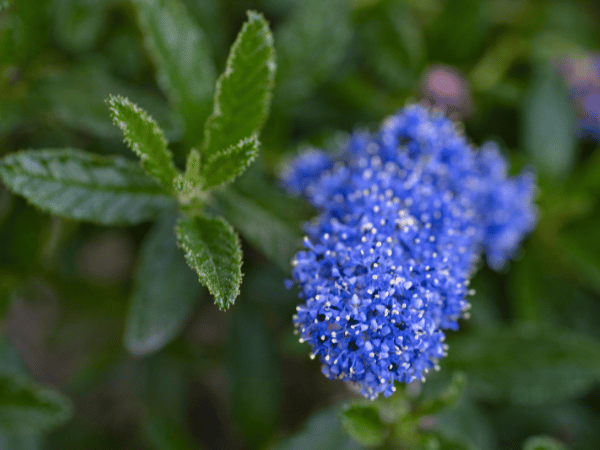 Céanothe, Lilas de Californie