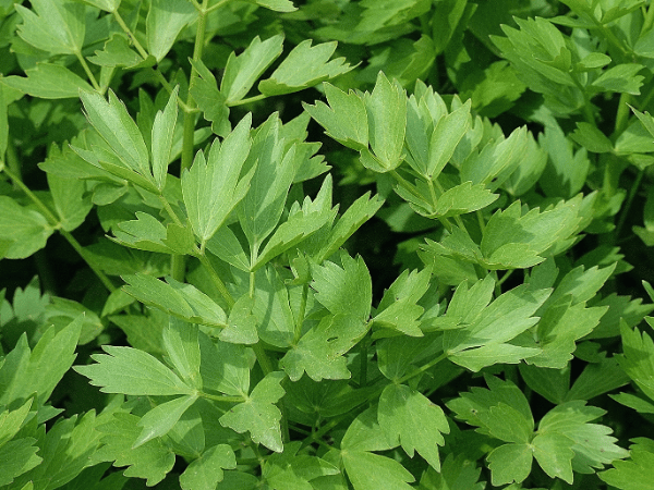 Céleri perpétuel, Livèche