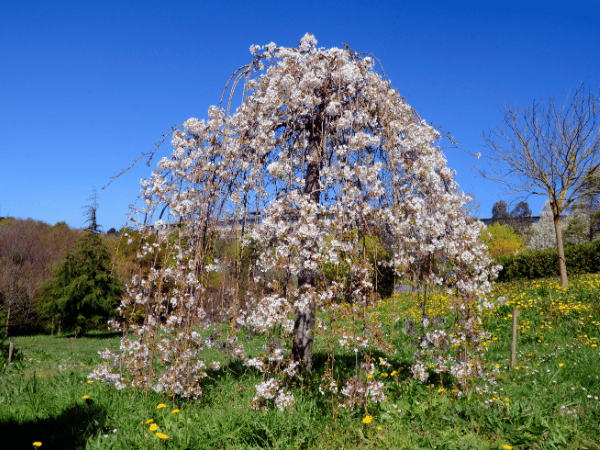 Cerisier pleureur, Cerisier du Japon pleureur