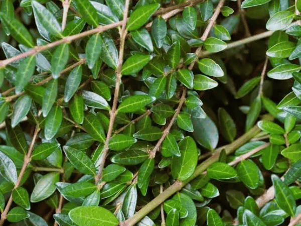 Chèvrefeuille arbustif, Chèvrefeuille d&rsquo;hiver