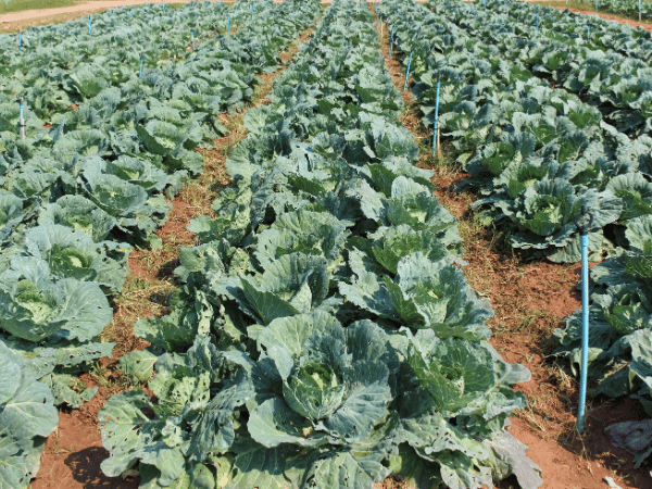 Chou blanc, Chou cabus