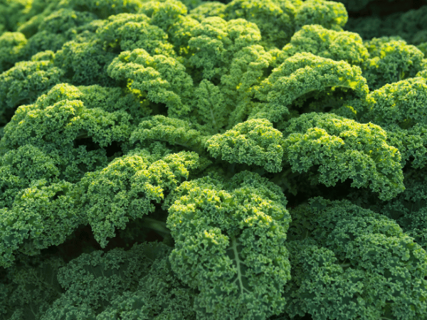 Chou frisé, Chou Kale