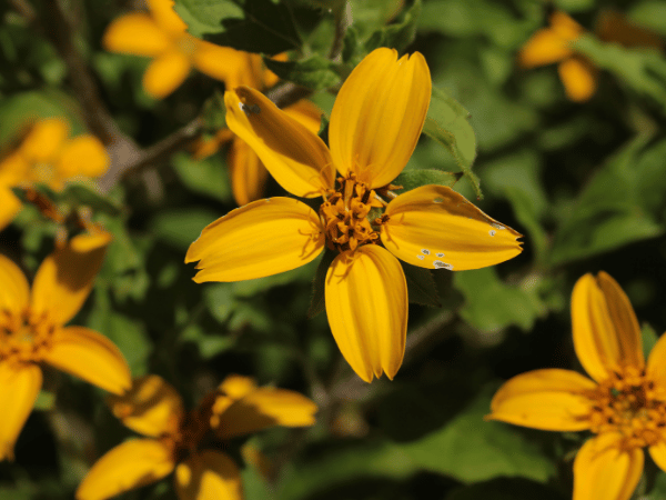 Chrysogonum, Chrysogonum de Virginie