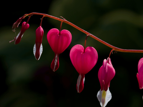 Cœur de Marie, Cœur saignant