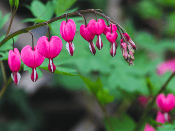 Cœur de Marie, Cœur saignant