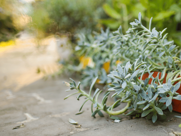 Collier de bananes, Plante banane, Chaîne de bananes