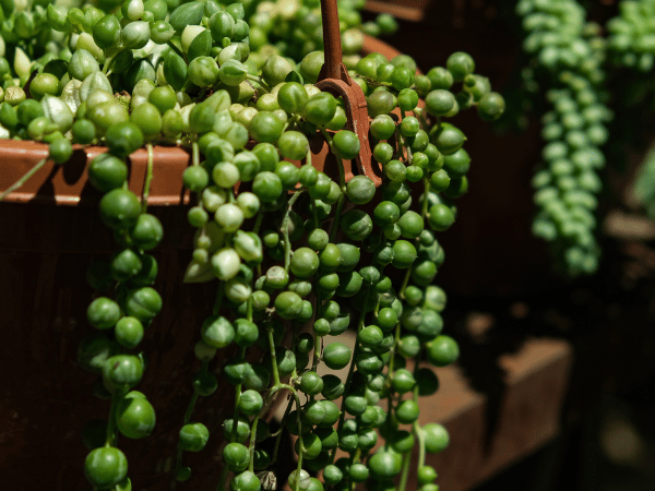Collier de perles, Plante chapelet, Chaîne de perles