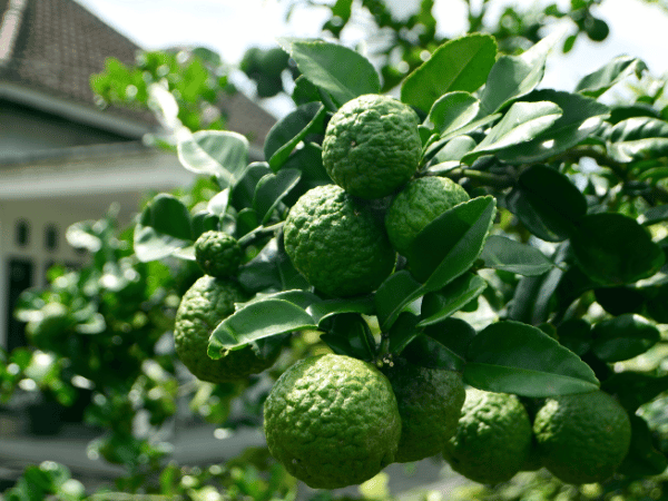 Combava, Kaffir Lime, Citron Kaffir