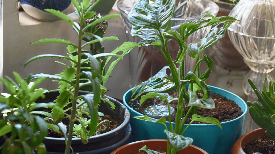 You are currently viewing Comment arroser les plantes d&rsquo;intérieur ? Les secrets d&rsquo;un arrosage parfait