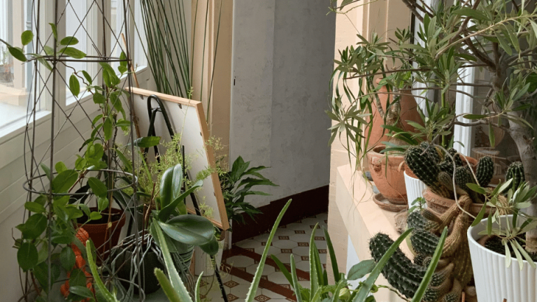 Lire la suite à propos de l’article Comment choisir son pot pour des plantes d’intérieur/d’extérieur ? Le guide pour des plantes épanouies