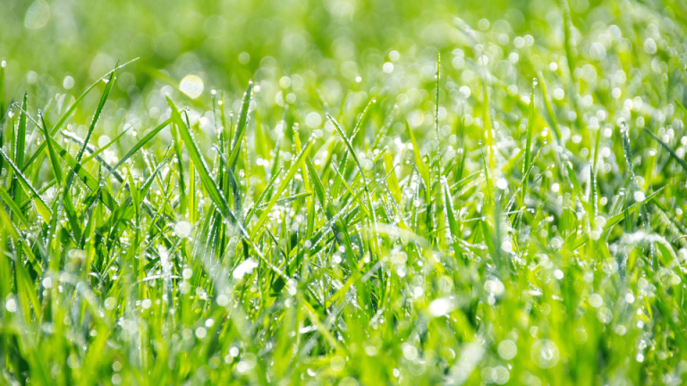 Lire la suite à propos de l’article Comment créer un gazon ? Étapes clés pour une pelouse parfaite