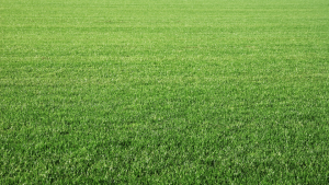 Lire la suite à propos de l’article Comment désherber un gazon ? Les méthodes efficaces pour un gazon propre