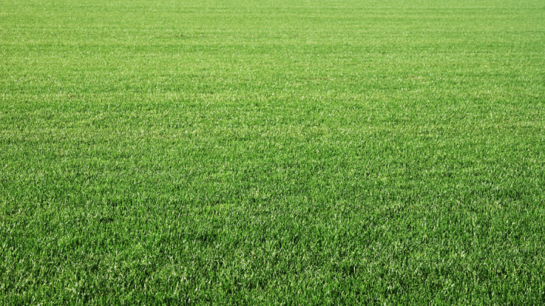 Lire la suite à propos de l’article Comment désherber un gazon ? Les méthodes efficaces pour un gazon propre