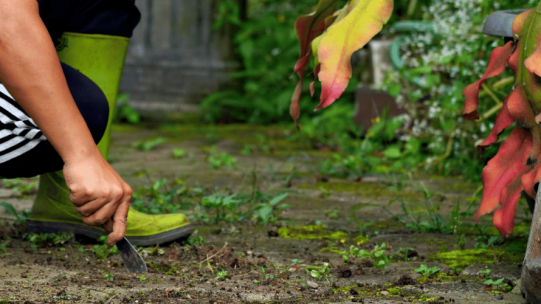 Lire la suite à propos de l’article Comment planter une plante dans son jardin ? Le guide pas à pas